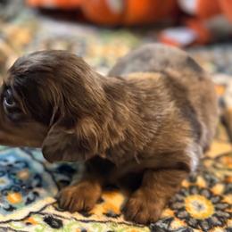 Sage - Dapple female Dachshund puppy in Staley, North Carolina from Langley Farms Dachshunds