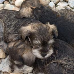 Miniature Schnauzers from Alfredo Sepulveda