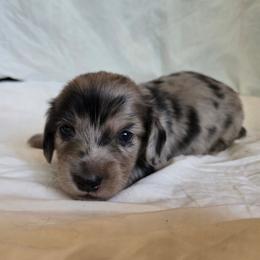 Jasper - Dapple male Dachshund puppy in Eldon, Missouri from Pure Joy Dachshunds