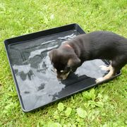 Chinook Puppies from Spook Nook Chinooks