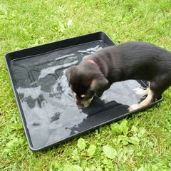 Chinook Puppies from Spook Nook Chinooks