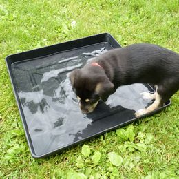 Chinook Puppies from Spook Nook Chinooks