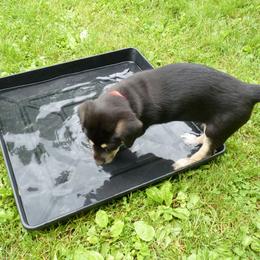 Chinook Puppies from Spook Nook Chinooks