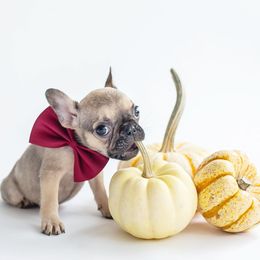 French Bulldog Puppies from Top Paw Frenchies