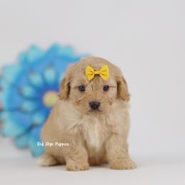 Baron (Orange Collar Male) - Apricot male Cavapoo puppy in Republic, Missouri from Red Skye Puppies