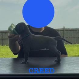 Creed - Blue male Great Dane puppy in Edwardsville, Illinois from Giants and Munchkins