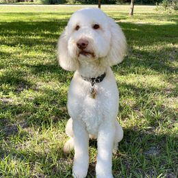 Ethel Mae  - Goldendoodle