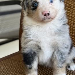 Australian Shepherd and Labrador Retriever Puppies from Triple S Farms