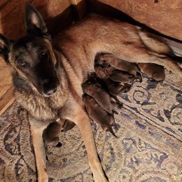 Chelsea - Belgian Malinois