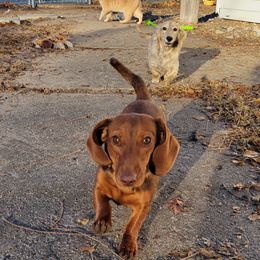 Hazel - Red Dachshund puppy in Abilene, Kansas from Lil Bit of Wienie