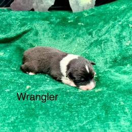 Wrangler - Black tri-color male Australian Shepherd puppy in Vernal, Utah from Dancing M Kennels