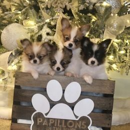 Papillon Puppies from Papillons in the Pines