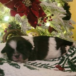 Girl 3 - Gold and white female Shih Tzu puppy in North Carolina from WillowCreek Mountain View Shih Tzu