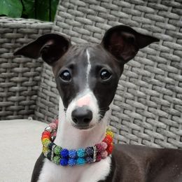 Rainbow 🌈  - Italian Greyhound