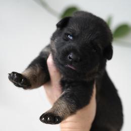 Suri - Bi-color female German Shepherd puppy in Coarsegold, California from Yosemite Shepherds
