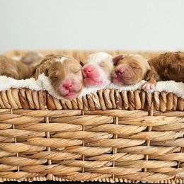 Goldendoodle puppies from Macy Meadows Doodles