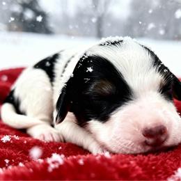 Summer - Black and white female Bernedoodle puppy in Atlanta, Georgia from RockaDoodles