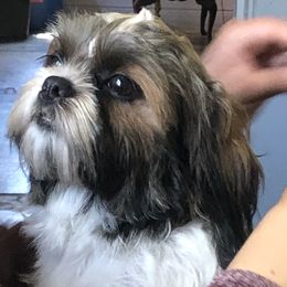 Yumyum - Shih Tzu