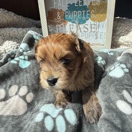 Teddy - Red sable female Havanese puppy in Kenly, North Carolina from Harbor Of Hope Havanese