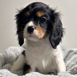 Lila - Tri-color female Cavalier King Charles Spaniel puppy in Port Barre, Louisiana from Bayou Cavaliers