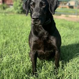 Journey - Labrador Retriever