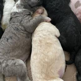 Sheepadoodle Puppies from Sarah Pearl’s Mini Sheepadoodles