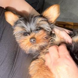 Loleez - Black and gold female Yorkshire Terrier puppy in Fort Myers, Florida from Katherine’s Yorkies and Poodles
