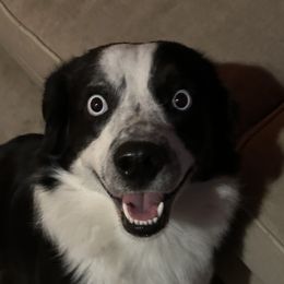 Ajax - Miniature Australian Shepherd