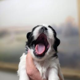 Zoe - Black and white female Shichon puppy in Ronda, North Carolina from Willow River