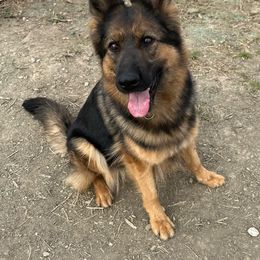 Rylie - German Shepherd