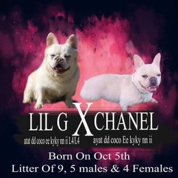 French Bulldog Puppies from QueenBFrenchies