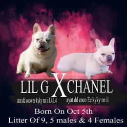 French Bulldog Puppies from QueenBFrenchies