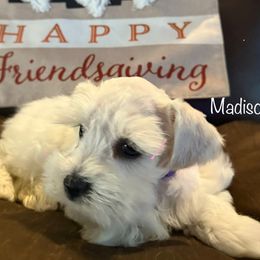 Madison - Wheaten female Miniature Schnauzer puppy in Byron, Georgia from Smilee Schnauzers