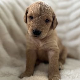 Boy 3 - Golden Retriever puppy from Washington Lakeside Goldens
