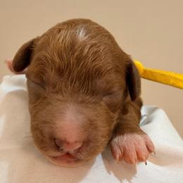 Yellow Collar - Red  male Goldendoodle puppy in Cape Coral, Florida from Nay Nays Mini Doodles