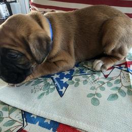 Boxer Puppies from Smith's Boxers of Fort Myers
