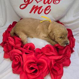Cody - Apricot male Goldendoodle puppy in Georgetown, Tennessee from Georgetown Designer & Purebred Puppies
