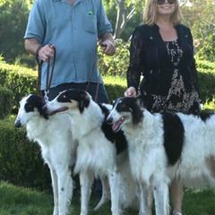 Borzois from Cindy Klein