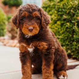 Aussiedoodle, Cavapoo, and Miniature American Shepherd Puppies from Maddilyn Dennett