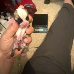 Dolly - Black sabled fawn female Chihuahua puppy in Rocky Mount, Virginia from Teeny Chihuahuas