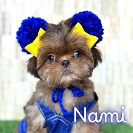 Nami - Red and tan female Shih Tzu puppy in San Tan Valley, Arizona from My Puppy Tzu