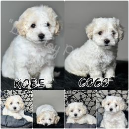 Maltipoo and Poodle Puppies from Little Toy Poodles