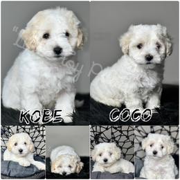 Maltipoo and Poodle Puppies from Little Toy Poodles
