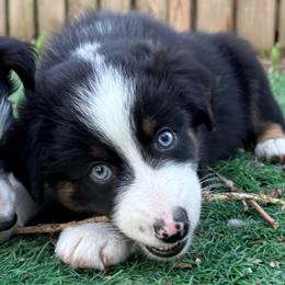 Sherman (AKC and ASDR) - Black tri male Miniature American Shepherd puppy in Stockton, Missouri from Kizmit Farmz
