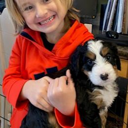 Bernedoodle and Labradoodle Puppies from Reid Wasatch Doodles