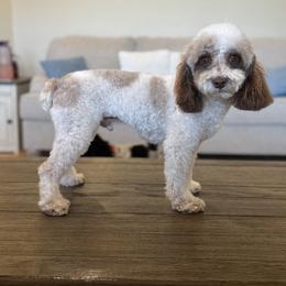 Australian Labradoodles, Goldendoodles, and Poodles from Leila Pearson