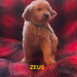ZEUS-BLUE COLLAR - Dark golden male Golden Retriever puppy in Berea, Kentucky from Lucky Golden Ranch