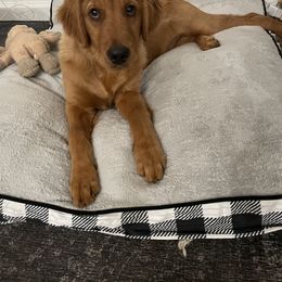 Golden Retriever Puppies from Elm Hollow Golden Retreivers