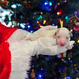 Prancer - Parti female Goldendoodle puppy in Montgomery, Texas from Dacus Doodles