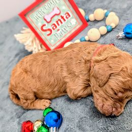 Bashful - Red  male Poodle puppy in Mongomery, Texas from Celestial Jewels Poodles